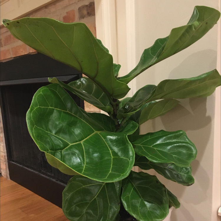 Fiddle Leaf Fig plant photo by @KaylaPlant4967 named Fred on Greg, the plant care app.
