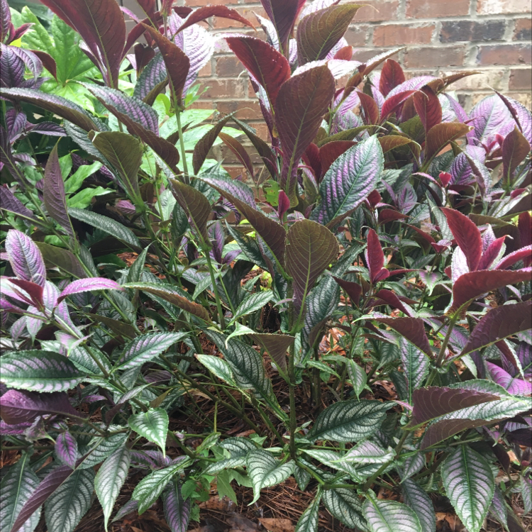 Persian Shield plant photo by @KaylaPlant4967 named Dragonwillow on Greg, the plant care app.