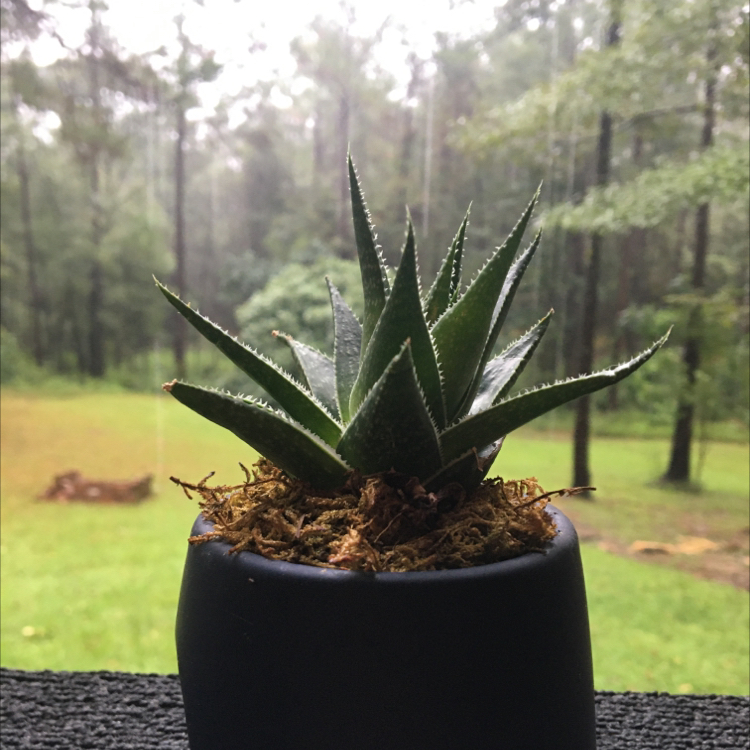 Zebra Plant plant photo by @KaylaPlant4967 named da Vinci on Greg, the plant care app.