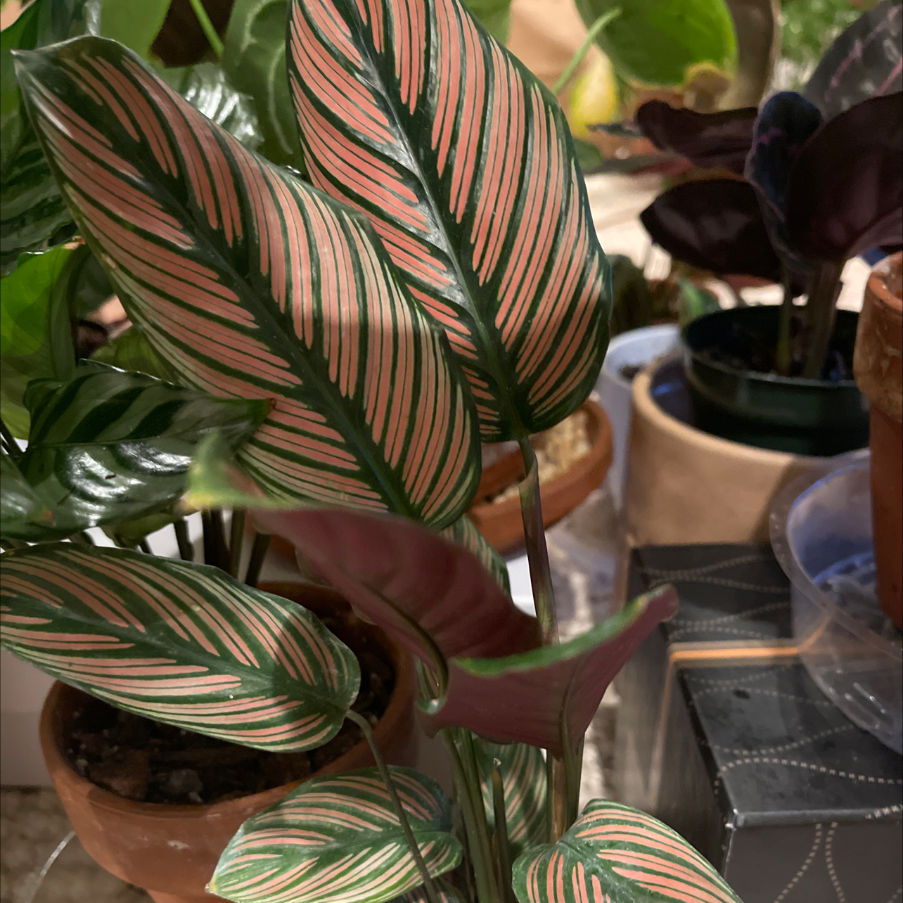 Goeppertia majestica plant with vibrant, patterned leaves. Soil is visible.