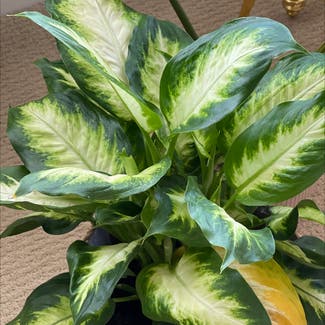 Dieffenbachia plant in Woolwich Township, New Jersey