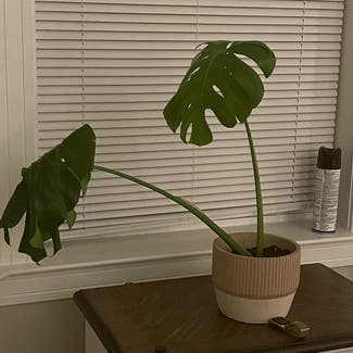 Monstera plant in Woolwich Township, New Jersey