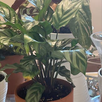 Calathea 'Freddie' plant in Woolwich Township, New Jersey