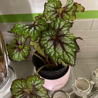 Rex Begonia plant in Woolwich Township, New Jersey