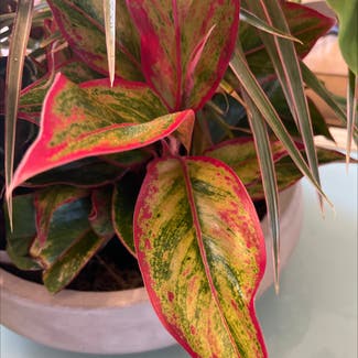 Red Siam Aurora Aglaonema plant in Woolwich Township, New Jersey