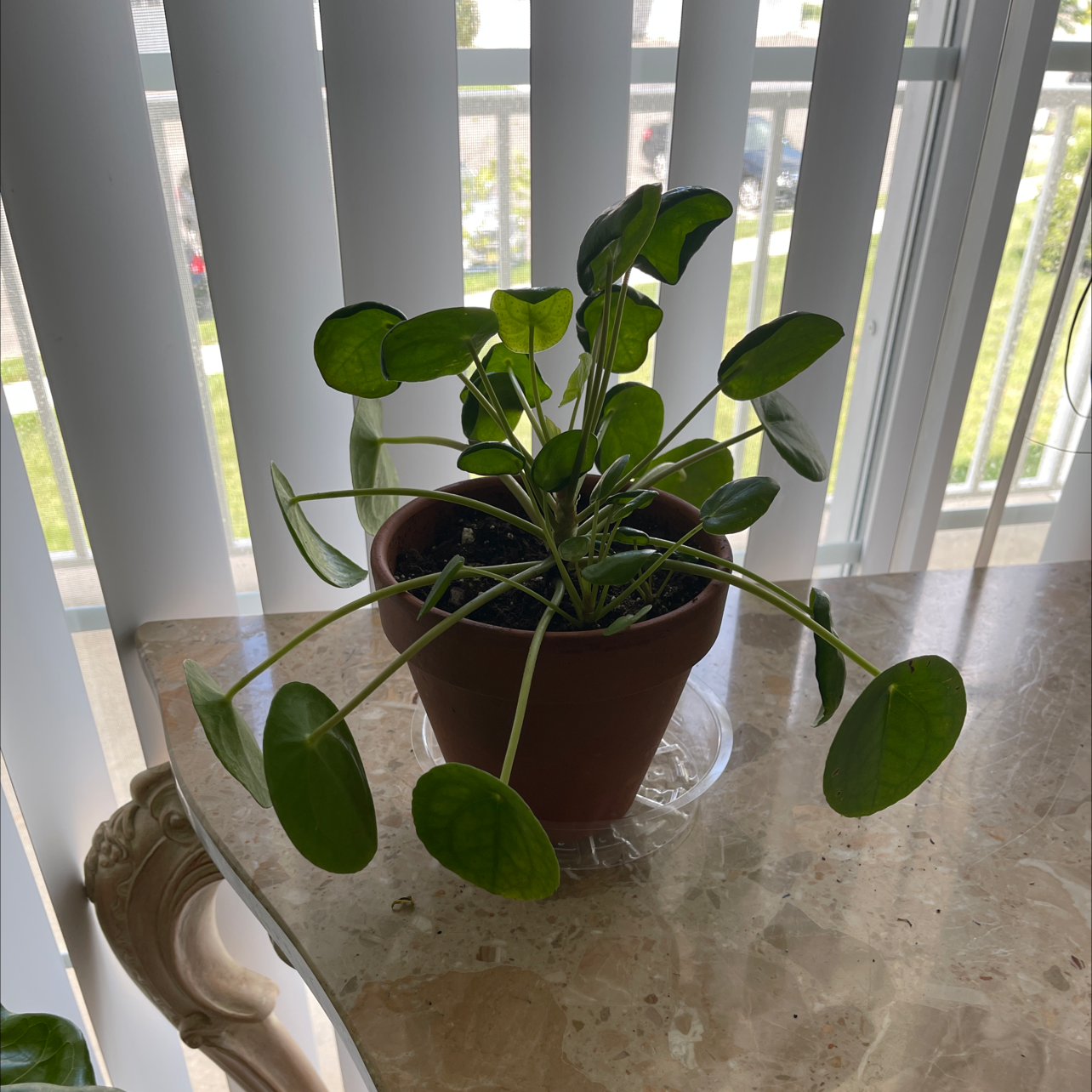 Chinese Money Plant plant photo by @Nikki1 named Nickels & Dimes on Greg, the plant care app.
