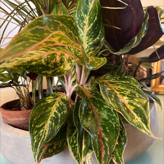 Aglaonema 'Sparkling Sarah' plant in Woolwich Township, New Jersey