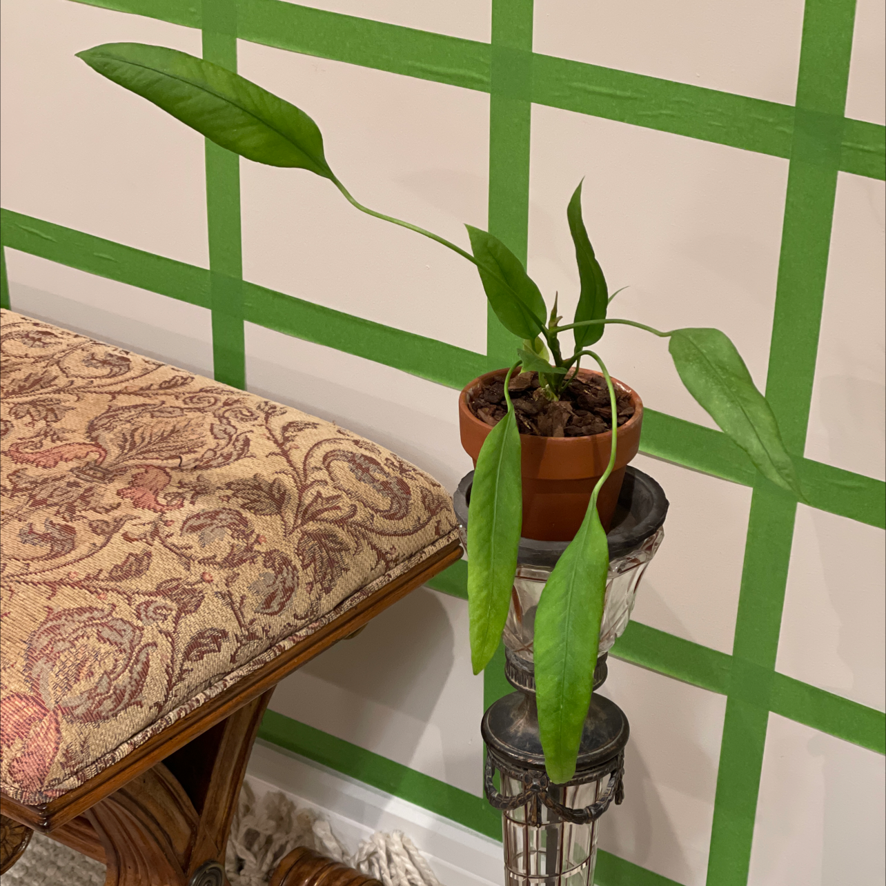 Photo of the plant species Anthurium vittariifolium by @Nikki1 named Tolkien on Greg, the plant care app