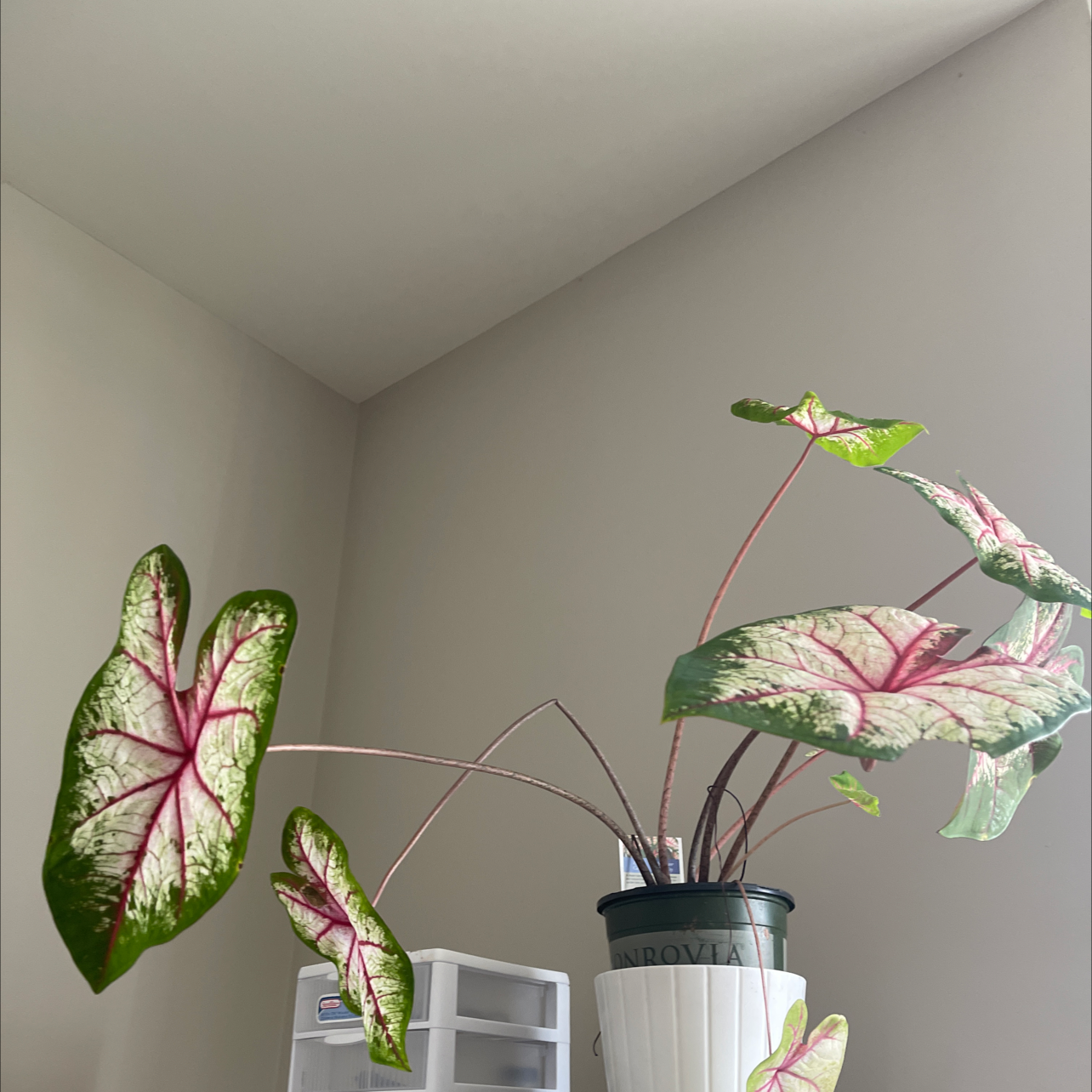 Heart of Jesus plant photo by @Nikki1 named Ms. Hangtime on Greg, the plant care app.