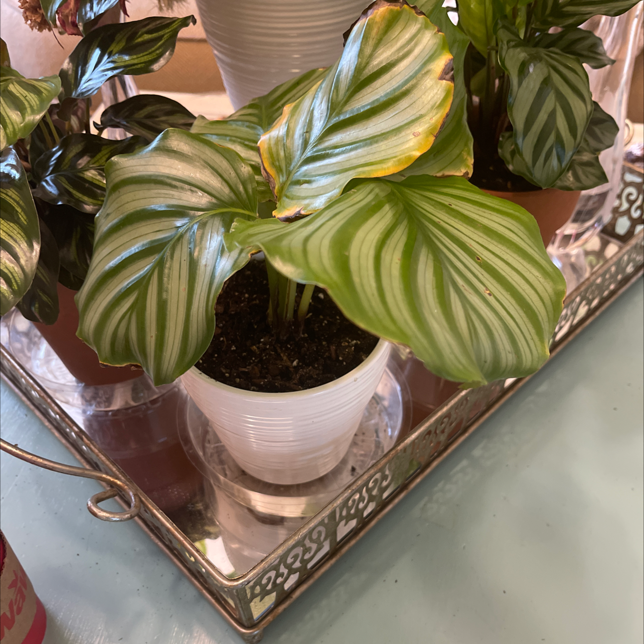 Calathea Orbifolia plant photo by @Nikki1 named Willow on Greg, the plant care app.