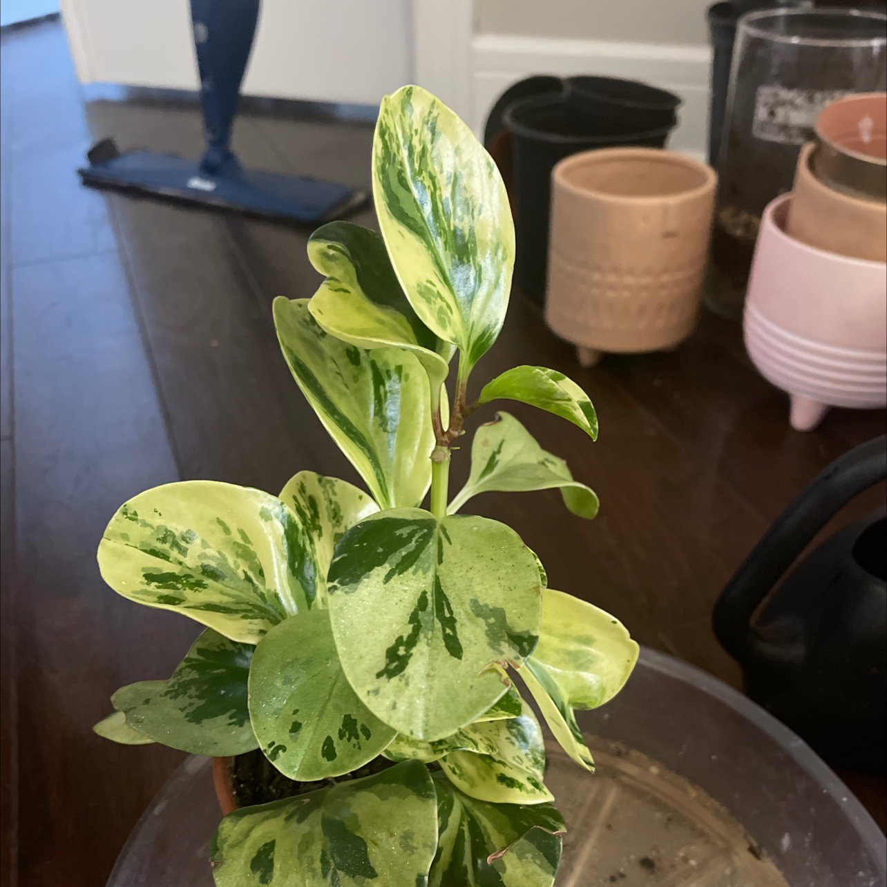 Baby Rubber Plant plant photo by @Nikki1 named Hopeful BB Rescue/Rehab on Greg, the plant care app.