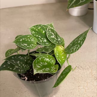Satin Pothos plant in Woolwich Township, New Jersey