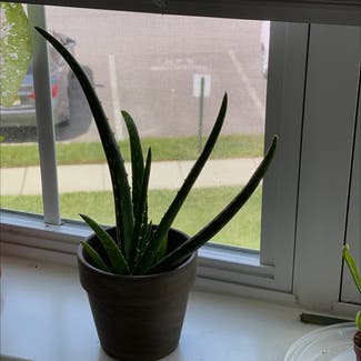 Aloe Vera plant in Woolwich Township, New Jersey
