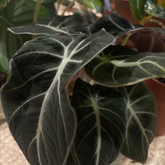 Black Velvet Alocasia plant in Woolwich Township, New Jersey