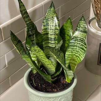 Snake Plant plant in Woolwich Township, New Jersey