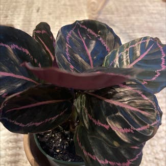 Rose Calathea plant in Woolwich Township, New Jersey