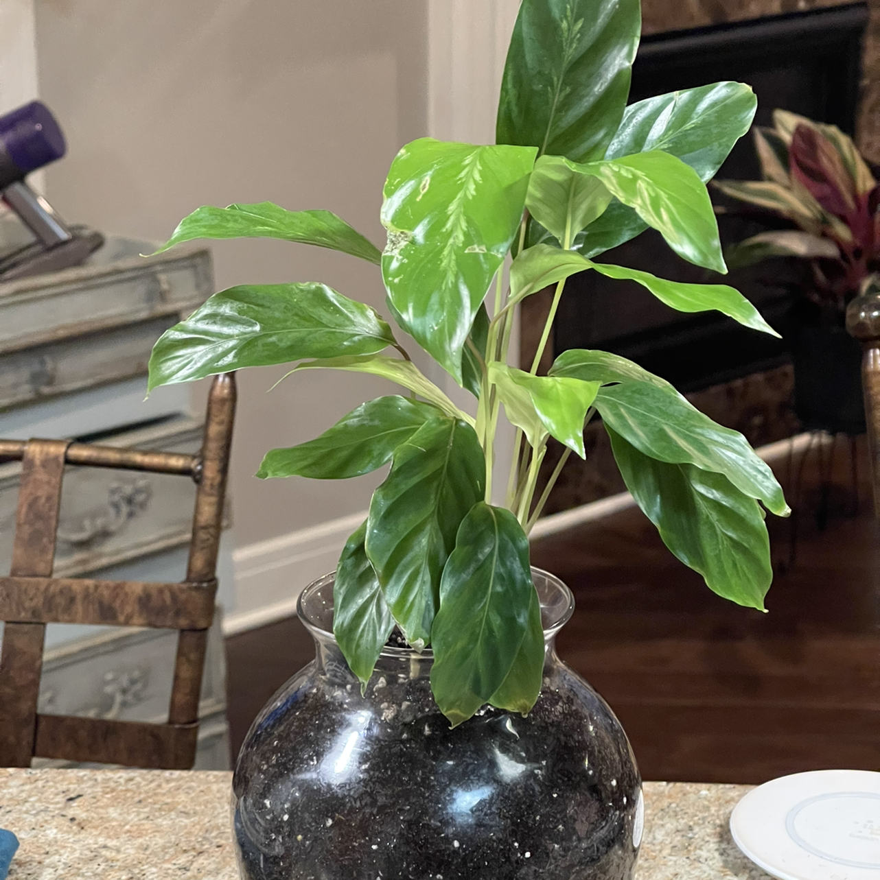 Healthy Prayer Plant 'Maui Queen' in a glass pot with visible soil.