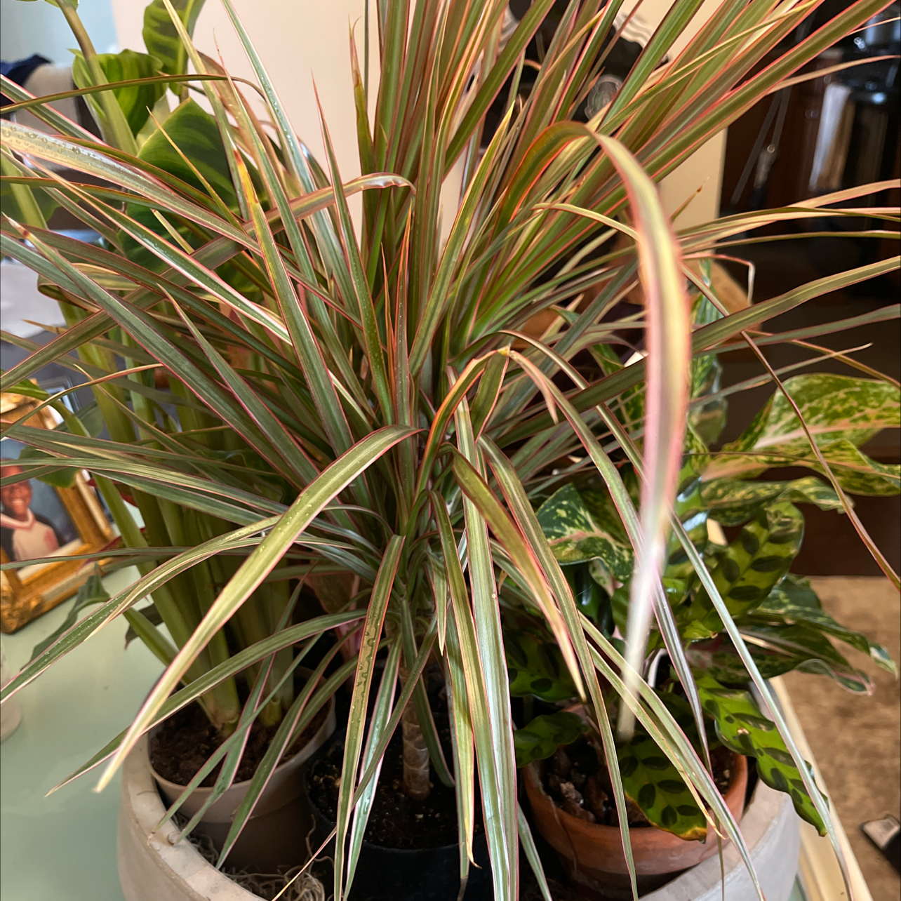 Dracaena 'Ray of Sunshine' plant with long, narrow, multicolored leaves in a pot with other plants.
