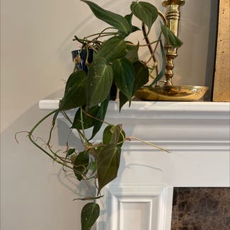 Philodendron Micans plant in Woolwich Township, New Jersey