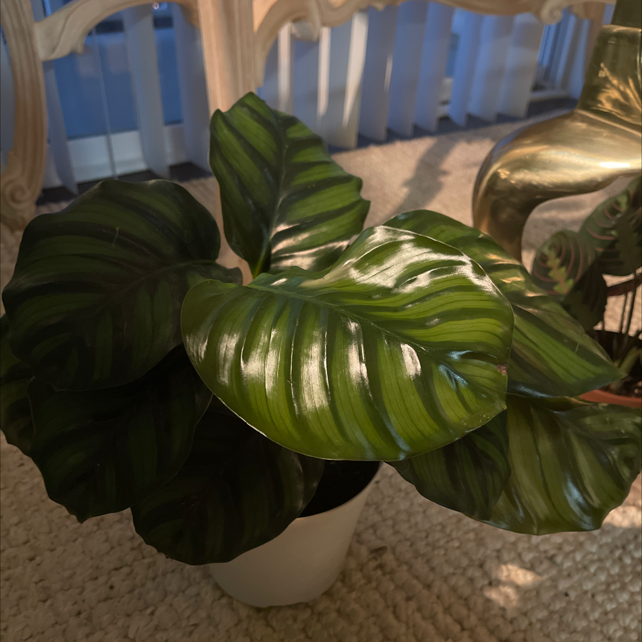 Photo of the plant species Calathea fasciata by @Nikki1 named Stacey Lattisaw on Greg, the plant care app