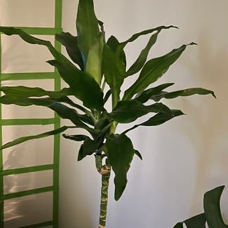 Dracaena 'Lisa' plant in Woolwich Township, New Jersey