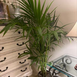 Kentia Palm plant photo by @Nikki1 named Kentia on Greg, the plant care app.