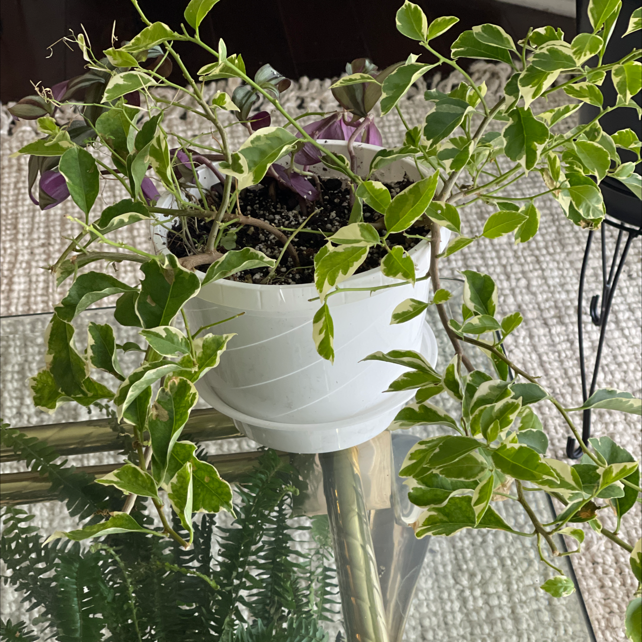 Variegated Weeping Fig plant photo by @Nikki1 named I-Try on Greg, the plant care app.