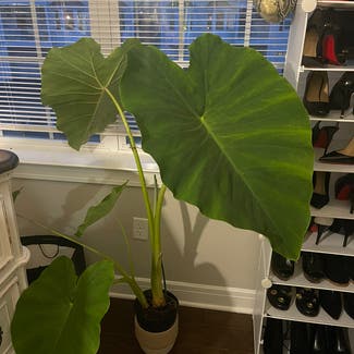 Giant Taro plant in Woolwich Township, New Jersey