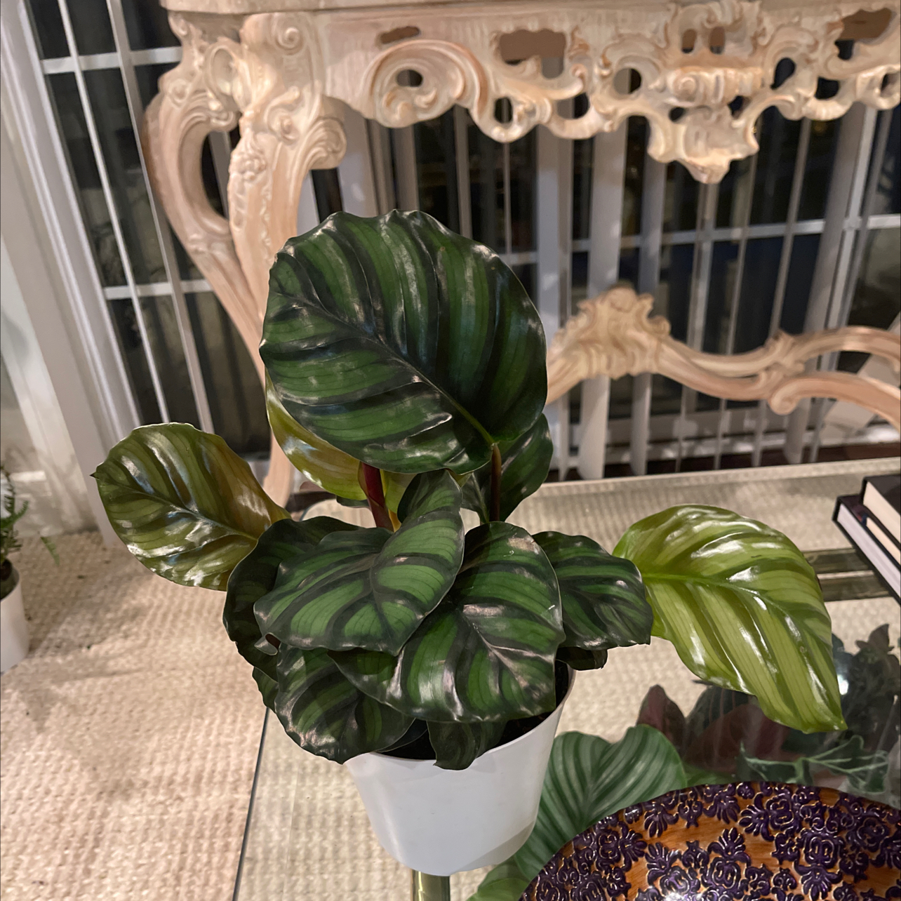 Photo of the plant species Calathea fasciata by @Nikki1 named Marvin Gay on Greg, the plant care app