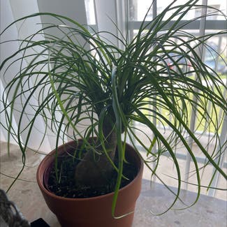 Ponytail Palm plant in Woolwich Township, New Jersey