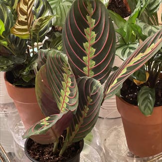 Green Prayer Plant plant in Woolwich Township, New Jersey