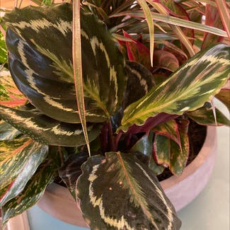 Calathea 'Medallion' plant in Woolwich Township, New Jersey
