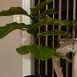 Fiddle Leaf Fig plant in Woolwich Township, New Jersey