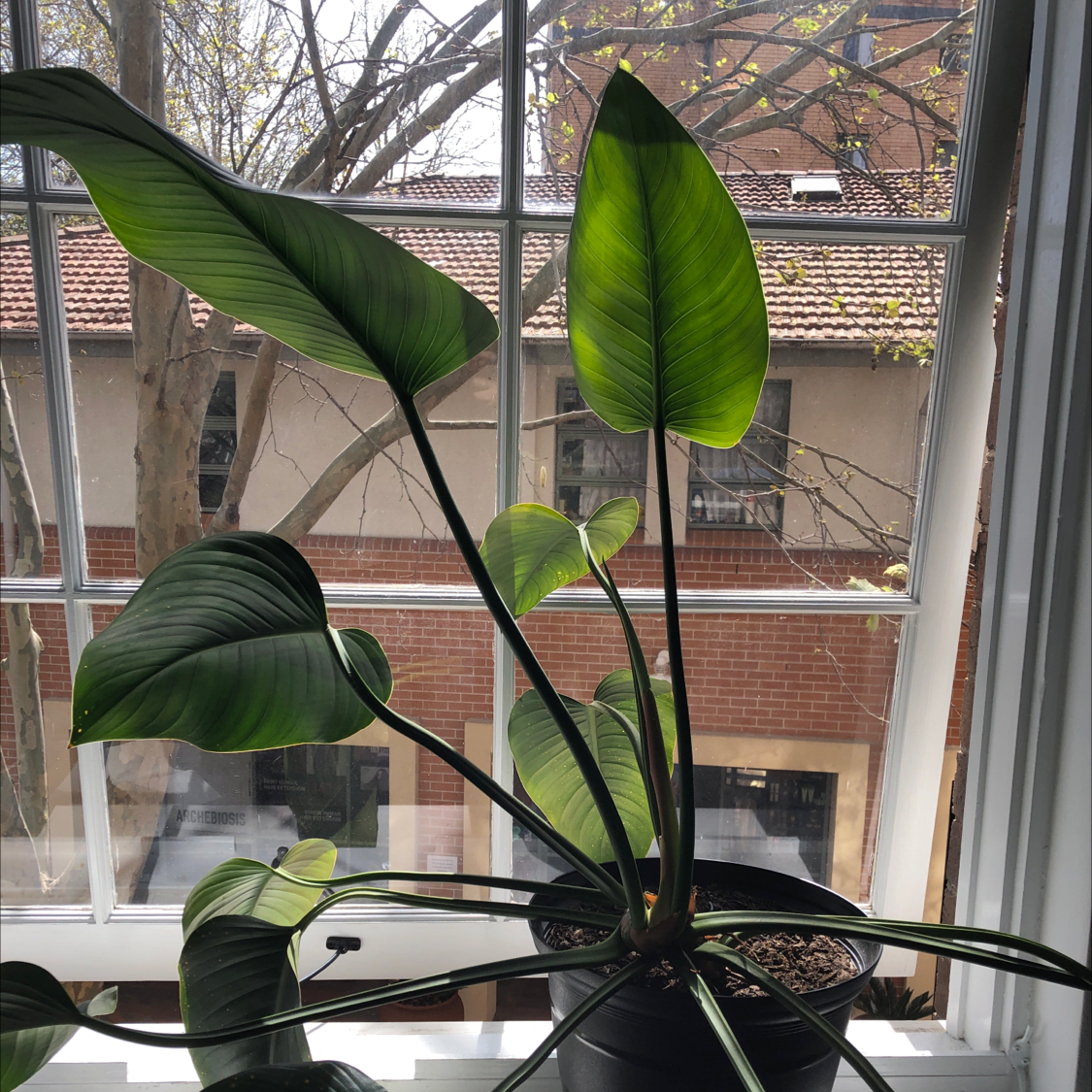 Philodendron 'Congo' plant on a windowsill with large green leaves.