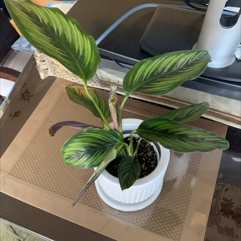 Calathea 'Beauty Star' plant in a white pot with some browning on one leaf.