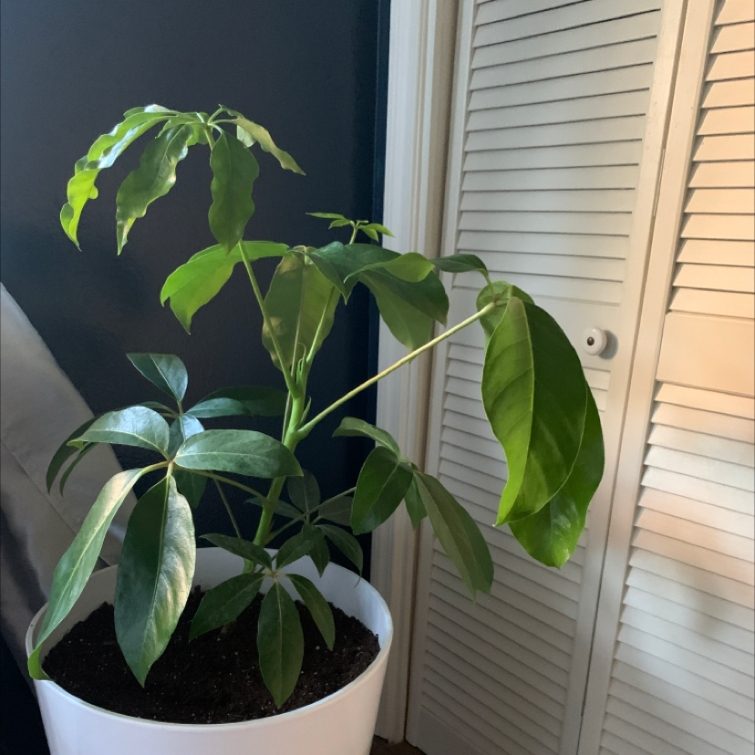 Indoor potted Lucky Bean Tree with broad green leaves near a door.