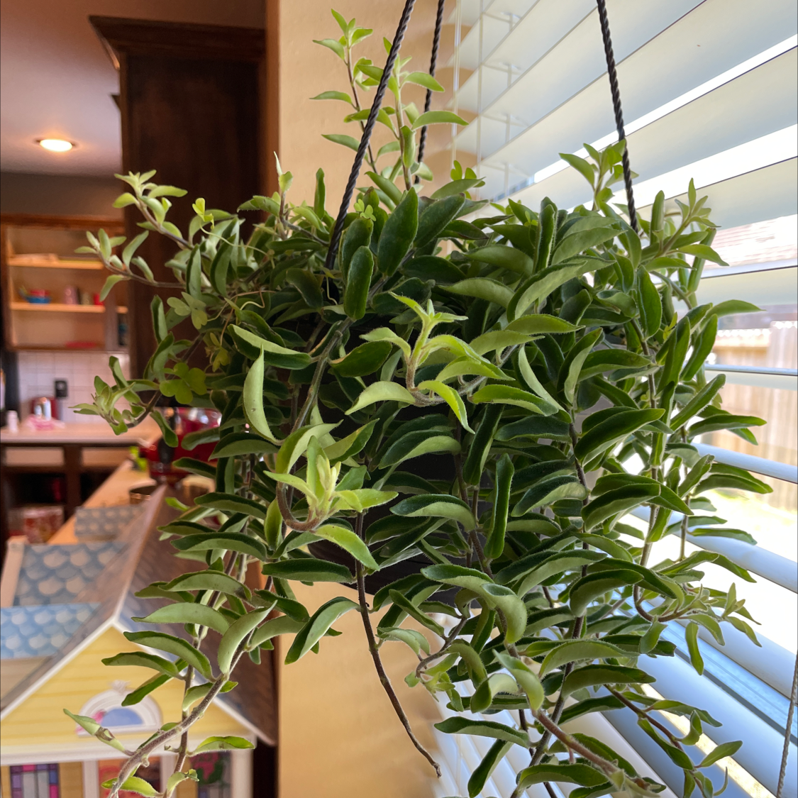 Hanging Lipstick Vine plant with lush green leaves near a window.