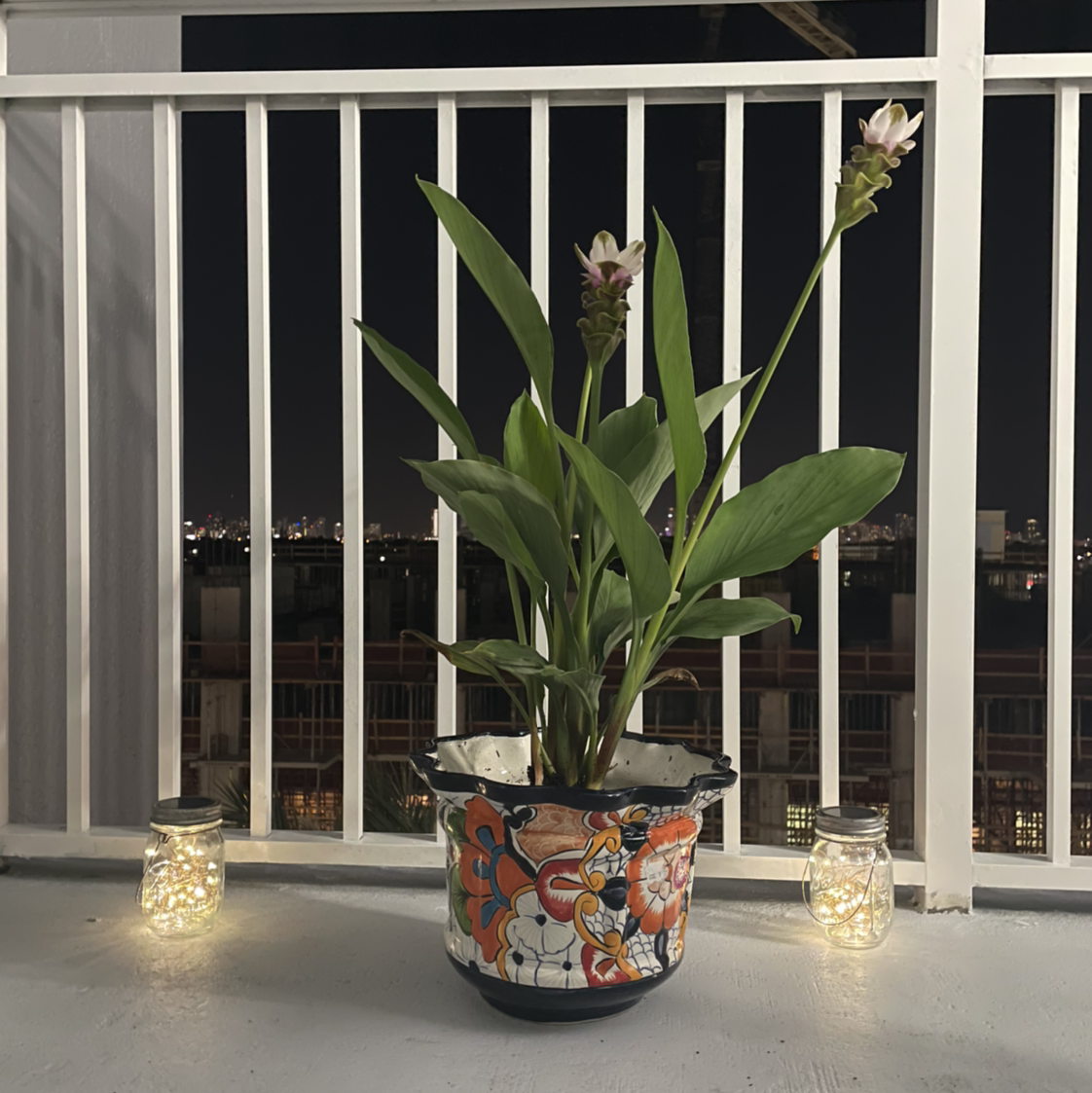Potted Siam tulip plant with healthy leaves and flowers on a balcony with decorative lights.