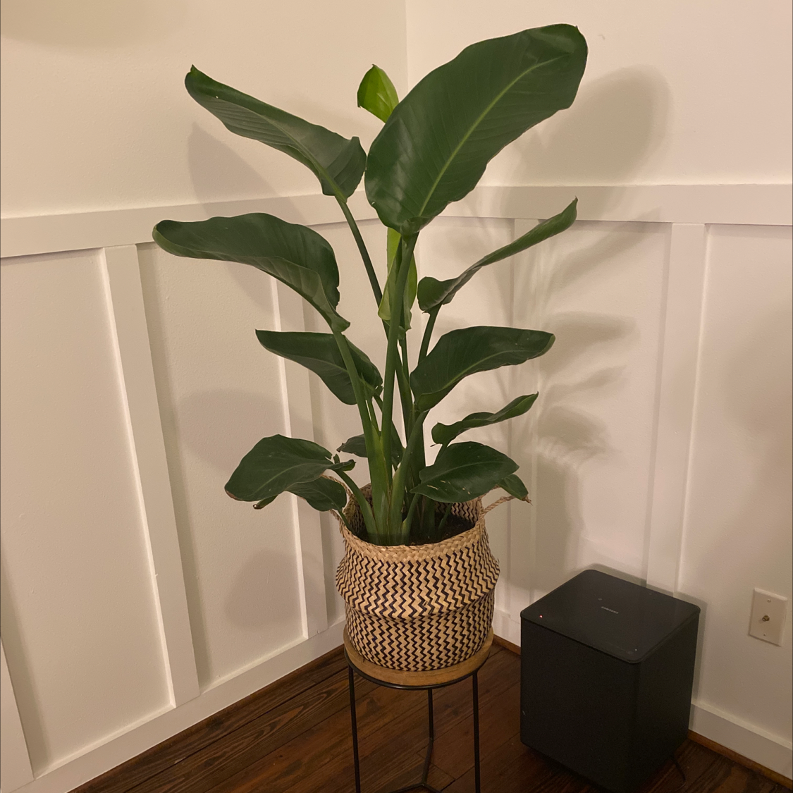 Healthy White Bird of Paradise plant with lush green leaves in a woven basket, placed on a wooden floor indoors.