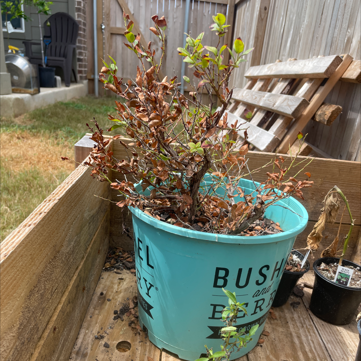 Potted blueberry plant with significant browning and some green leaves in a wooden planter box.