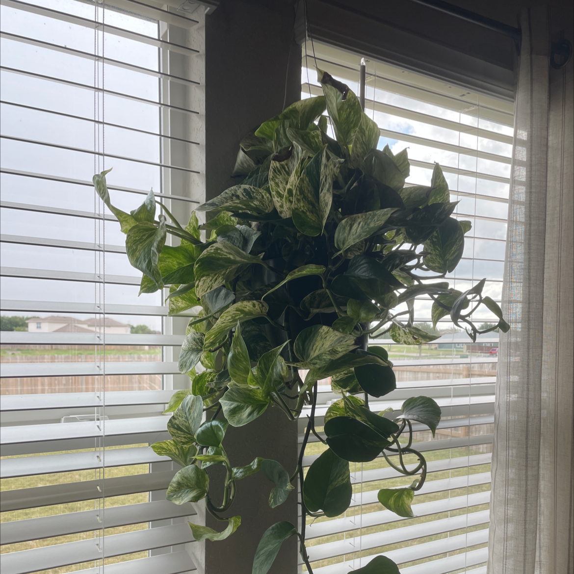 Hawaiian Pothos plant near a window with blinds, showing healthy green leaves with variegation.