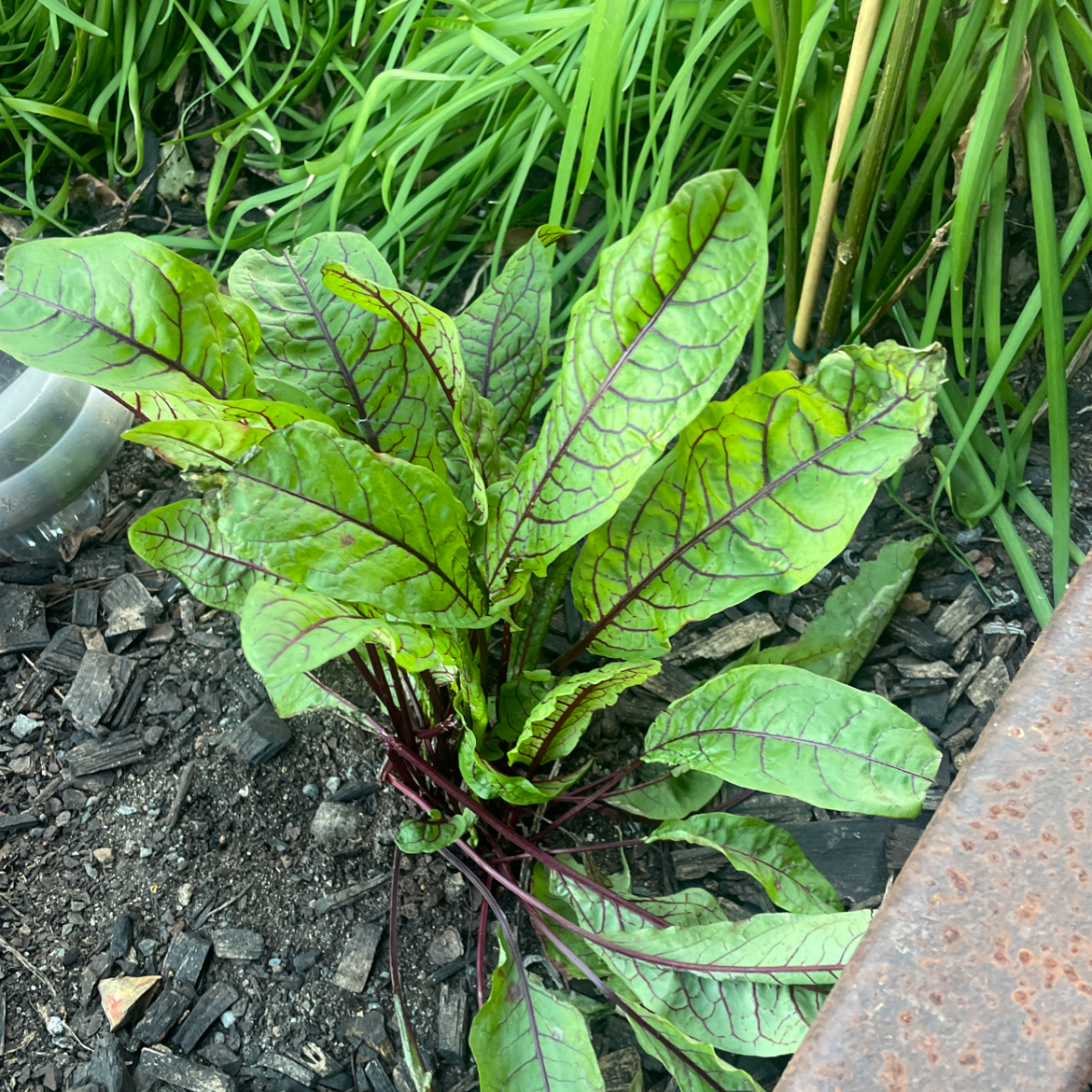 Healthy Common Beet plant with green leaves and red veins, growing in soil with visible mulch.