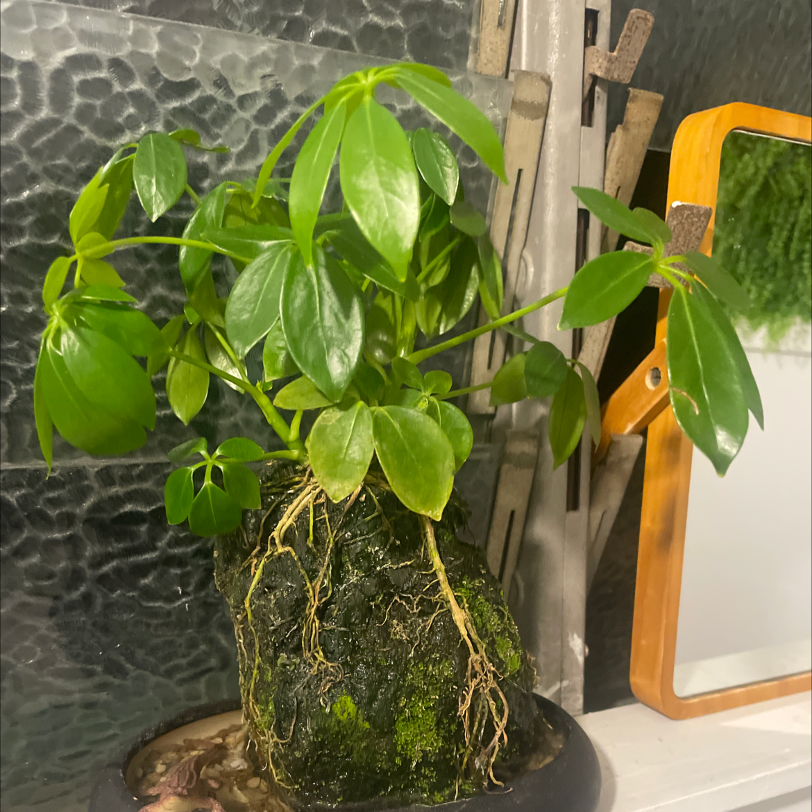 Dwarf Umbrella Tree plant photo by @tylorplant named Aldi on Greg, the plant care app.