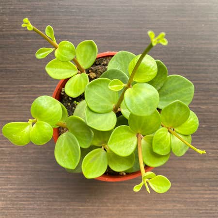 Photo of the plant species Peperomia 'Hope' by @okbloomer named Ollie on Greg, the plant care app