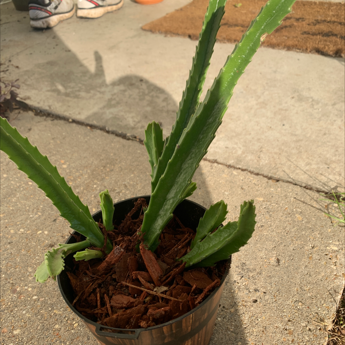 Potted Zulu Giant plant with green succulent stems on a concrete surface.