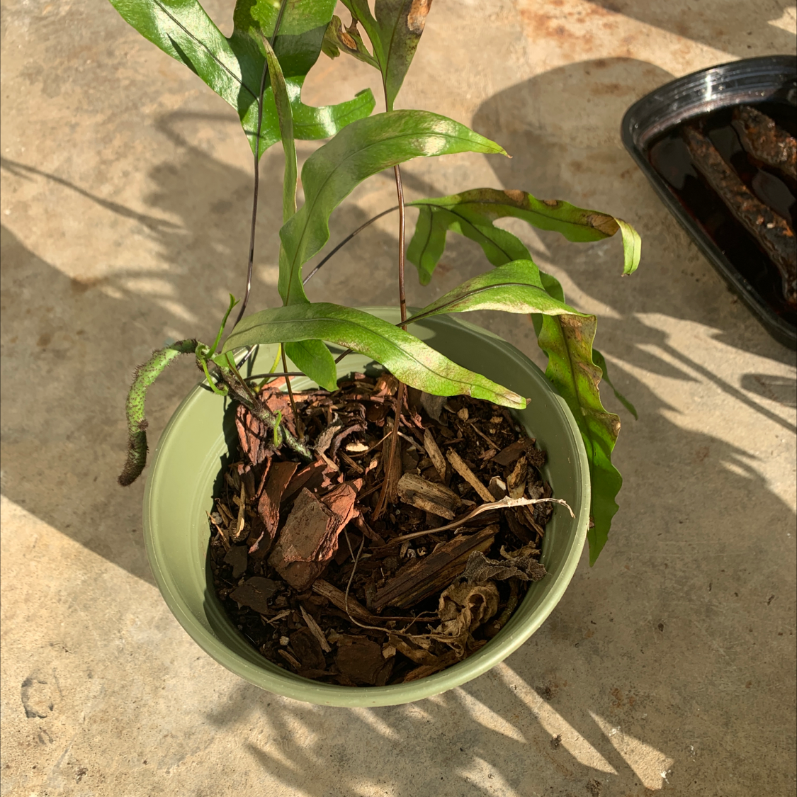 Potted Kangaroo Paw plant with some browning leaves and visible soil.