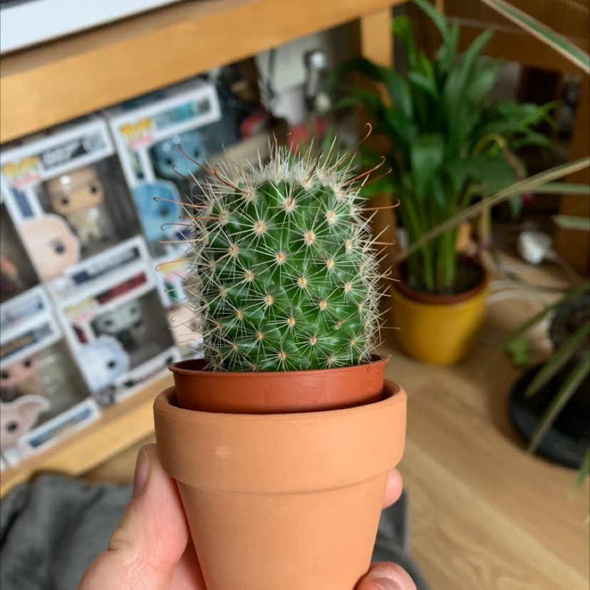 Mammillaria Melanocentra cactus in a terracotta pot, held by a hand, with other plants in the background.
