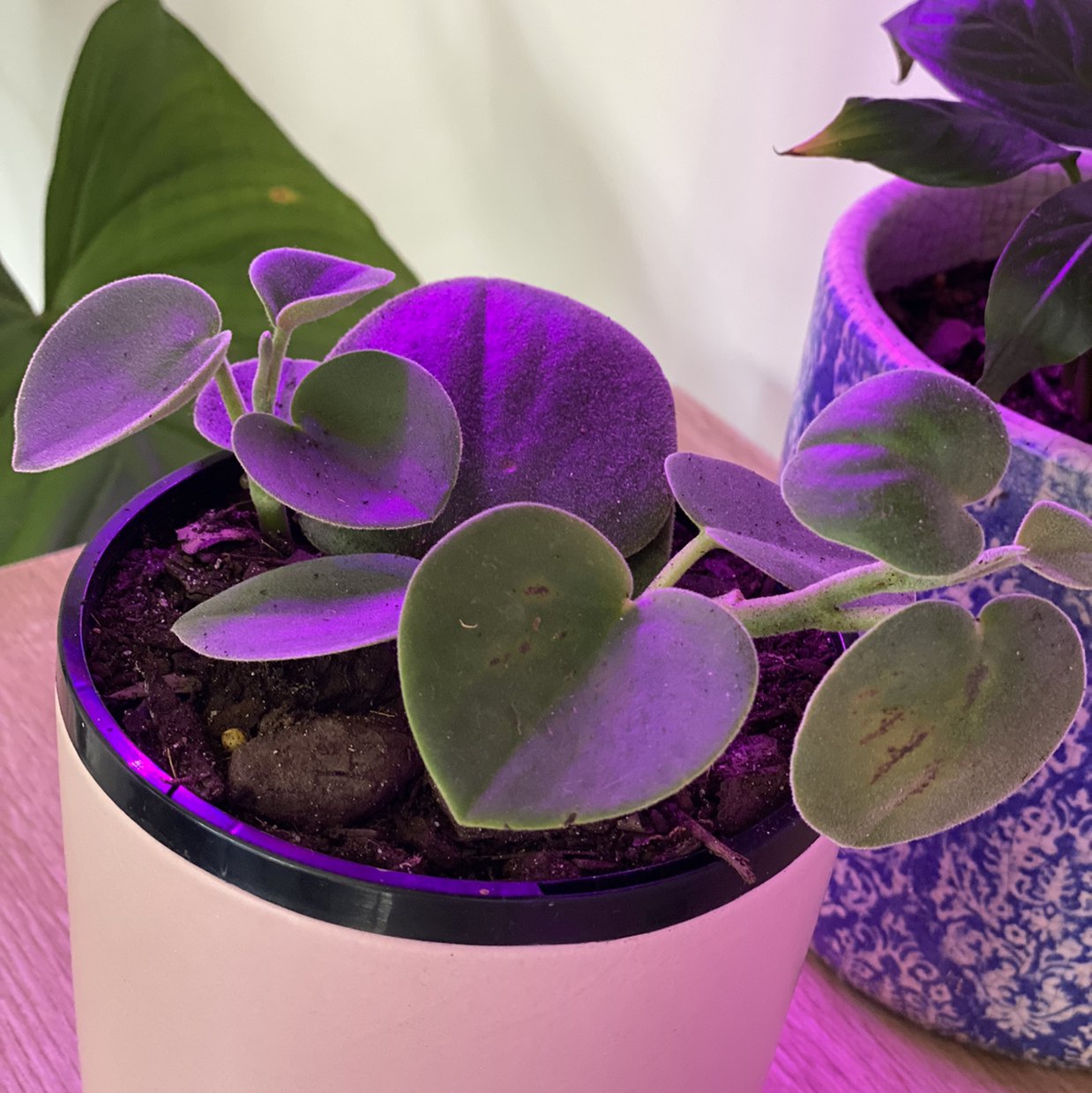 Felted Peperomia plant in a pot with visible soil, well-framed and healthy.