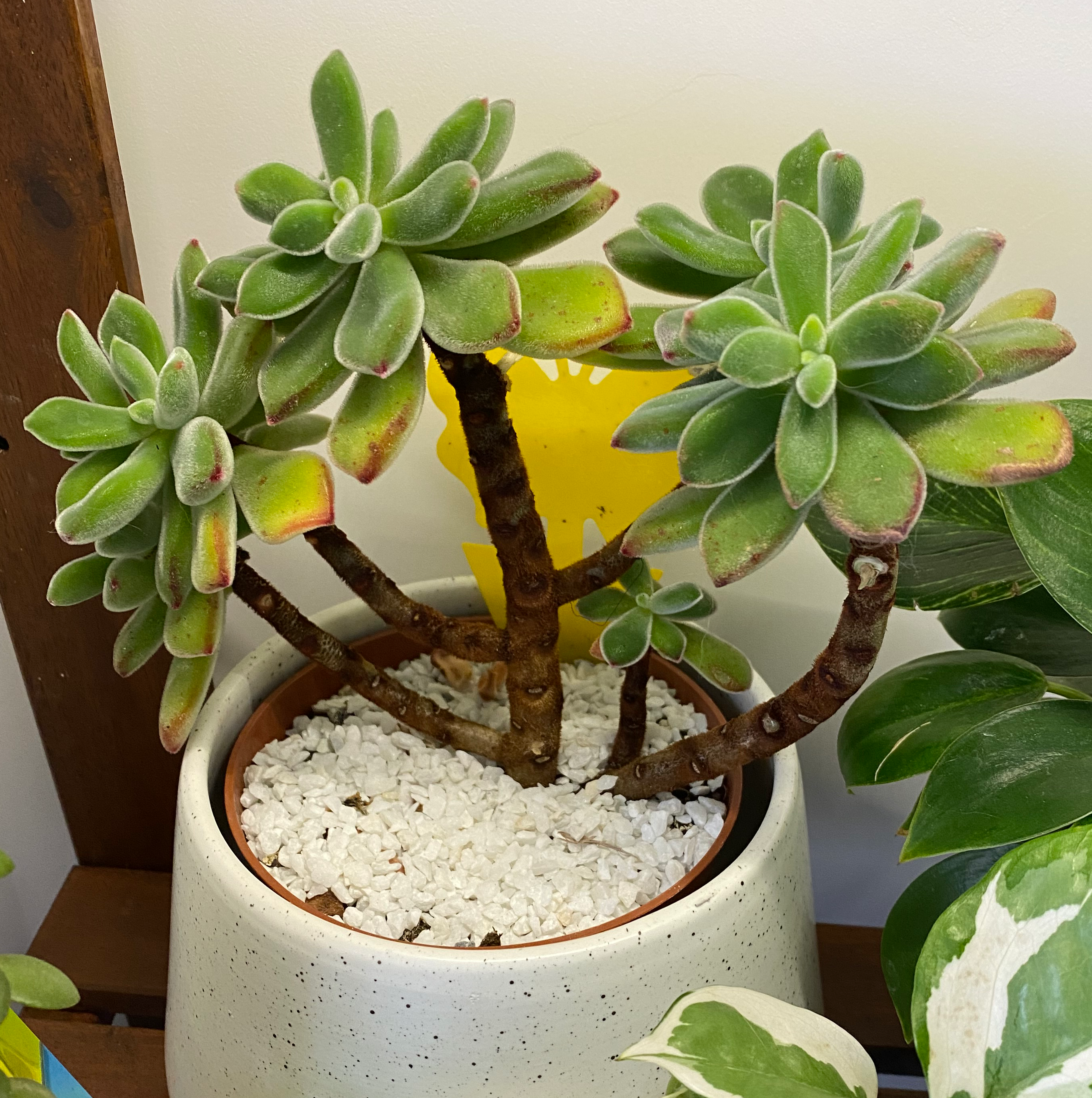 Image of a healthy Plush Plant in a ceramic pot with white pebbles covering the soil.