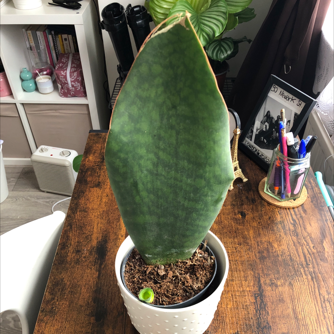 Photo of the plant species Whale Fin Snake Plant by @michimiao named Ugo on Greg, the plant care app